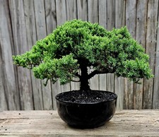Japanes Juniper Bonsai In 6 Inch Ceramic Pot. 12 Year Old Beauty. picture