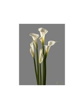 Calla Lily White Premium — Wholesale Fresh Premium Callas (40 Stems) picture