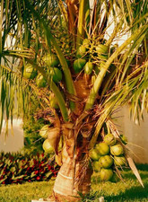 Dwarf Green Malayan Coconut Seed - Live Tropical Palm Seed - No Ship CA picture