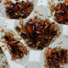 Mixed Sizes Red Runner Turkestan Feeder Roaches (1/4 in - 1 in) 500 / 1000 picture