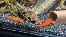 2 Pack Super Red Bristlenose Plecos 1