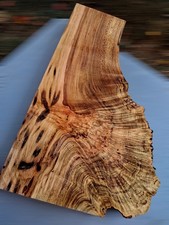 XL WORMY BIRDSEYE MAPLE Burl wood Blank LIVE EDGE Curly MAPLE AMBROSIA BURL Wood picture