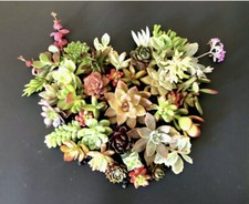 15 Beautiful, Colorful HealthyORGANIC Succulent Cuttings 15 Varieties  picture