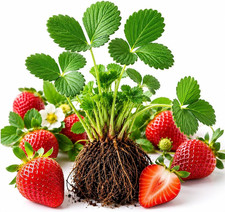 Rich Sweetness Strawberry Live Plants (10 Pack) – Everbearing Strawberry Starts picture