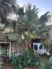Sabal bermudana seedlings *rare beautiful palms* picture