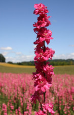Rocket Larkspur Delphinium DEEP CARMINE Flowers Pollinators Non-GMO 200 Seeds picture
