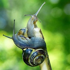 2 Live Land Milk Snails Otala Lactea XL, Breeder,Pet,Fu,Edu Free SAME DAY SHIP. picture