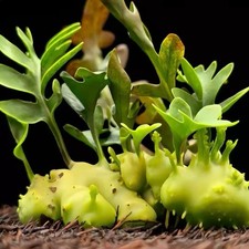 Lecanopteris luzonensis Luzon Ant Fern Rare Epiphytic Live Plant picture