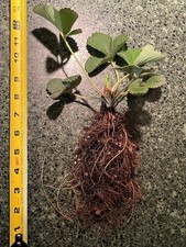 2 STRAWBERRY SEASCAPE PLANT LARGE ROOTS  6