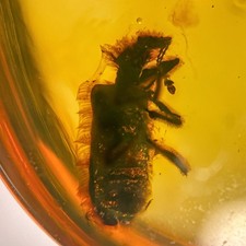 Hairy Beetle in Burmese / Burmite amber fossil / 100% genuine amber picture