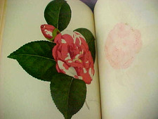 Rare 1952 Edition of series  of AMERICAN CAMELLIA CATALOG 31 Hand Lithos VGC FS picture