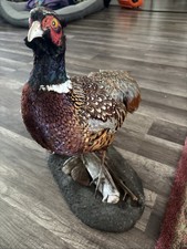 Taxidermy Ringneck Pheasant Mount on driftwood picture