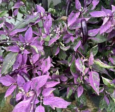 Dreamcatcher x Jalapeno Farmers Market Potato- Variegated Unique Pepper Seeds picture