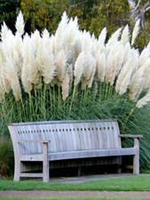 100+ White Pampas Grass Seeds | Ornamental Grass Non-GMO Garden Seeds USA picture