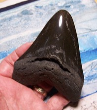 MEGALODON SHARK TOOTH 4 1/4