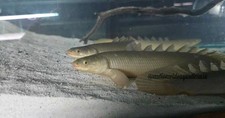 Lake Turkana Senegal Bichir (Polypterus senegalus) XL size picture