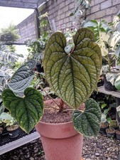Anthurium Luxurian Ecuador Very Beauty Real Picture Free Phitosanytari picture