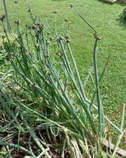 35 Egyptian Walking Onions Small Bulblets bulbs Freshly Picked Organically Grown picture