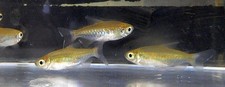 4 congo tetras picture