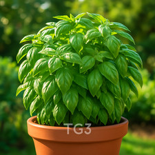 4000+ GENOVESE BASIL SEEDS | 🌿 | LARGE LEAF | AUTUMN | NON-GMO |  picture