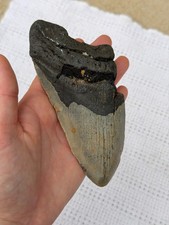 Real Megalodon Shark Tooth 5.25” Big Fossil Shark Teeth From NC picture