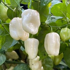 White Habanero Pepper Seeds (20) / Spicy / Super Rare / Florida  / Non-GMO picture