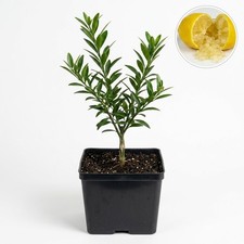 Australian Finger Lime Tree Russell River Citrus inodora Rare Grafted 4