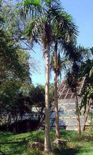 Gaussia gomez-pompae Live Plant, Mexican Palm, Tropical Ornamental Palm, Size #3 picture