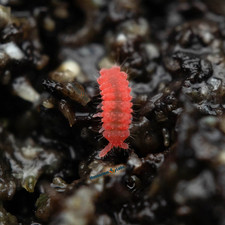 35+ Thai Red Springtail Culture Clean Up Crew/ Reptile Feeder picture