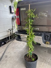 Peggy Martin Climbing Rose Live Plant 2–3 Ft ( 3 Gallon )Hardy Fast Growing picture