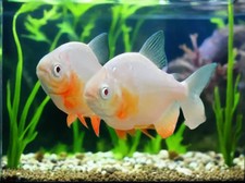 2-Pack Albino Red Pacu 2” – Live Freshwater Fish (Colossoma brachypomum) picture