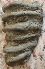 Museum Grade Devonian Glass Sponge Fossil Ceratiodictya cincta NY Hexactinellid picture