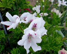 STUNNING WHITE & PURPLE PELARGONIUM FANCY REGAL GERANIUM  3 X 6