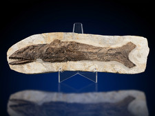 Large Fossil Fish – Upper Cretaceous (Lower Turonian) – Asfla, Goulmima, Morocco picture
