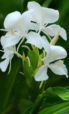 White Butterfly Ginger Lily(Hedychium Coronarium)Fragrant Fully Rooted Liveplant picture