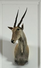 African Eland Taxidermy Shoulder Mount  Large 66