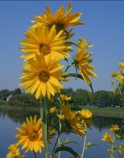 Maximillion Perennial Sunflower Seeds- Sun Choke- Jerusalem Artichoke- 50 Seeds picture