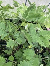 Sensitive Plant, Mimosa Pudica, Touch Me Not Live P”houseplant In 3” Pot picture