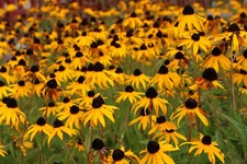 2,500+ Black Eyed Susan (Rudbeckia Hirta) Flower Seeds Yellow  picture