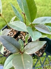 2 Indian Rubber Trees Variegated | Ficus Elastica 2 For $20 Houseplant picture