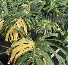 Monstera Thai constellation Variegated picture