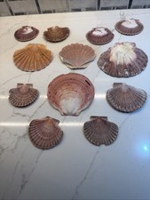 Lot Of 12 Natural Scallop Seashells A Variety From 3 Inches To 5 Inches picture