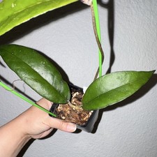 H. aceh “shogun”, uncommon climbing Hoya sp. picture