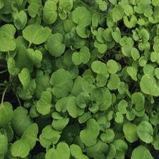True Watercress Seeds | 1,000 Seeds | Heirloom / Non-GMO |  | 1157 picture