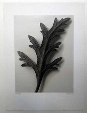 Canadian Verveine , by  Karl Blossfeldt, photographic repoduction print picture