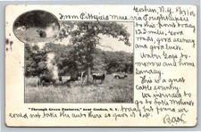 1906 Goshen NY Postcard Through Green Pastures Cattle Farm Orange Co picture