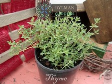Common Garden Thyme Plant (Thymus vulgaris) Culinary Herb - Multiple Sizes picture