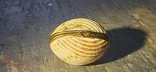 Antique Victorian Natural Shell Coin Purse Brass Hinged Trinket Box c1890 picture
