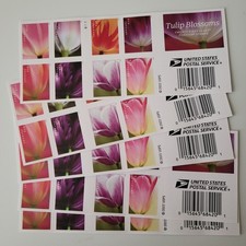 2023 Tulip Blossoms picture