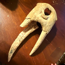 Large Unidentified Mammal Fossil Skull with Tusks - Skull & Loose Tusk picture